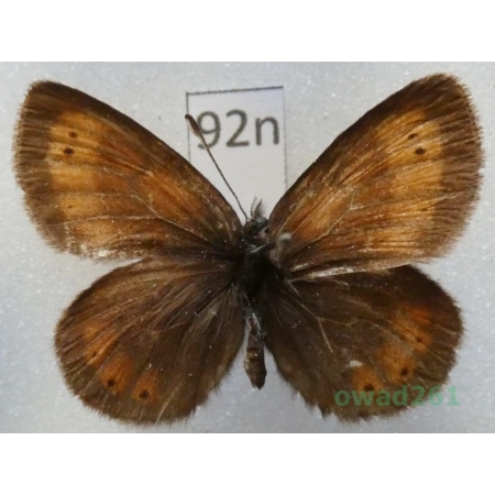 Erebia kefersteini (Eversmann, 1851) Russia92n